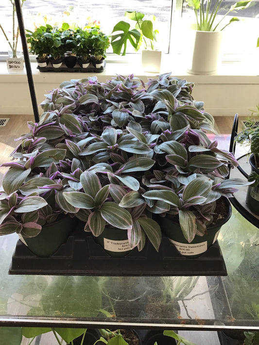 Tradescantia Sweetness