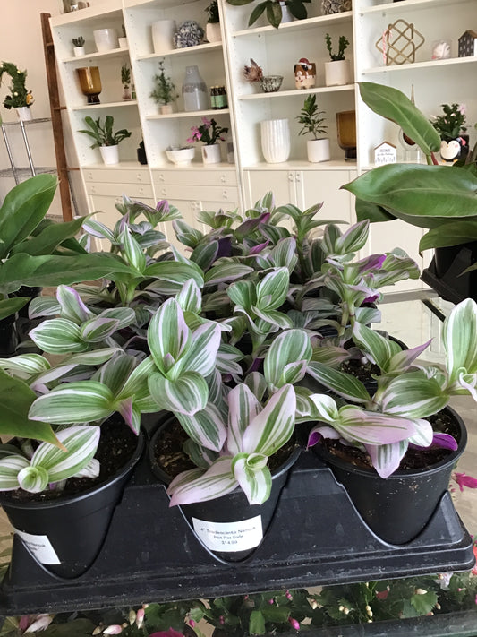 Tradescantia Nanouk