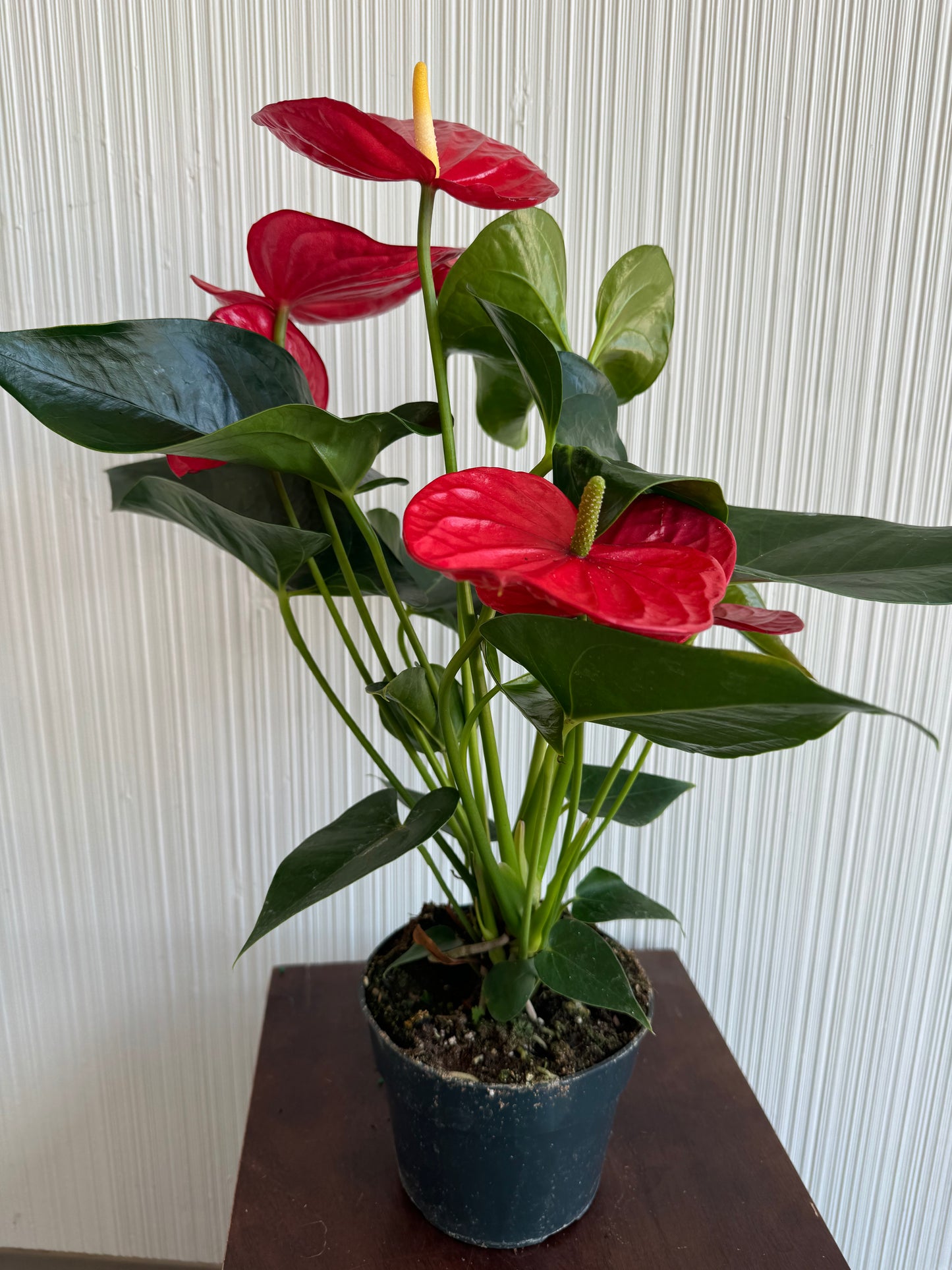 Anthurium