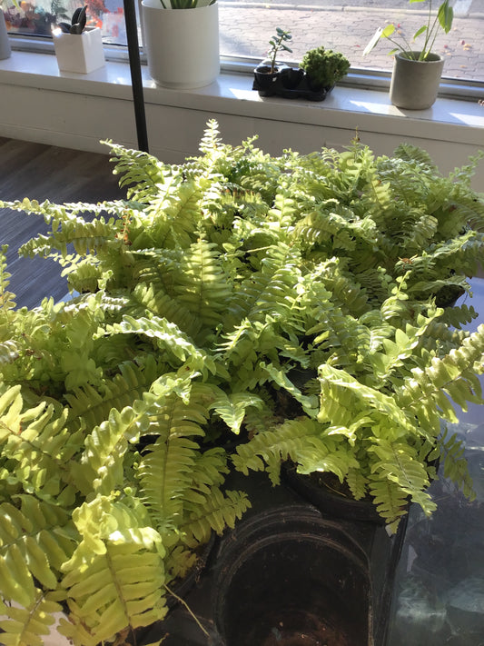 Boston Blonde Fern