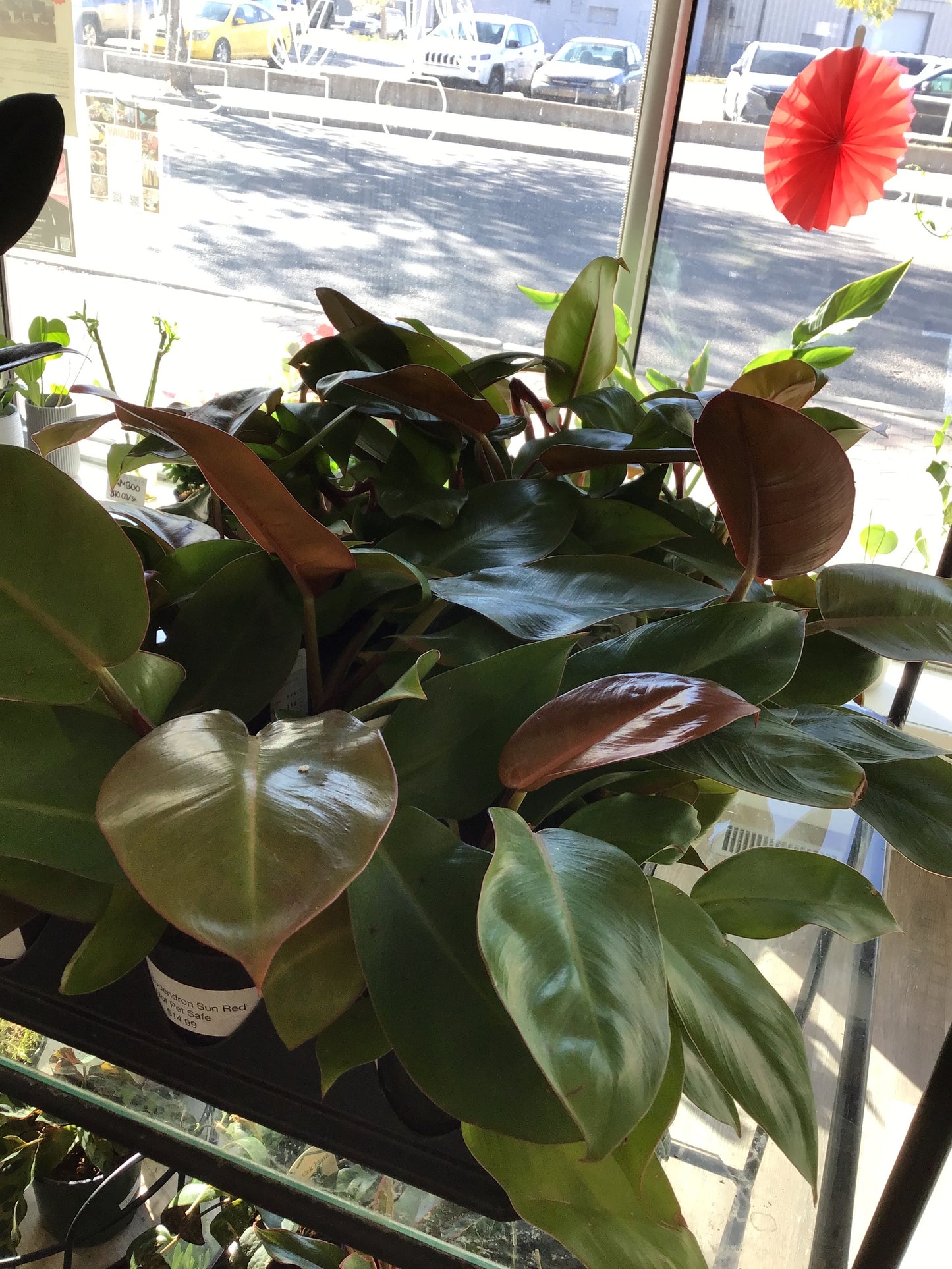 Philodendron Sun Red