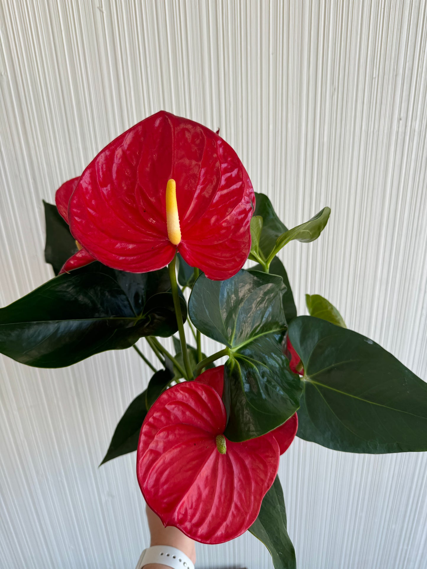 Anthurium