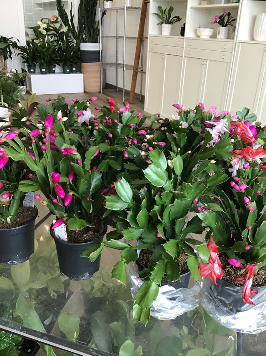 Christmas Cactus, assorted