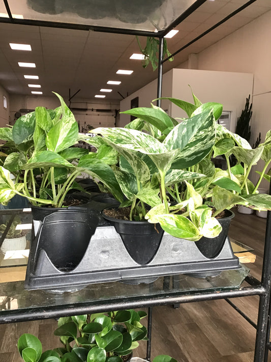 Marble Queen Pothos