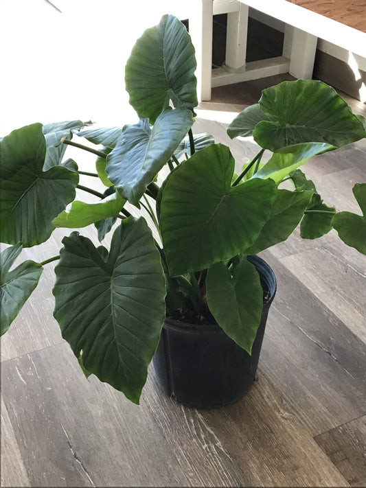 Elephant Ear