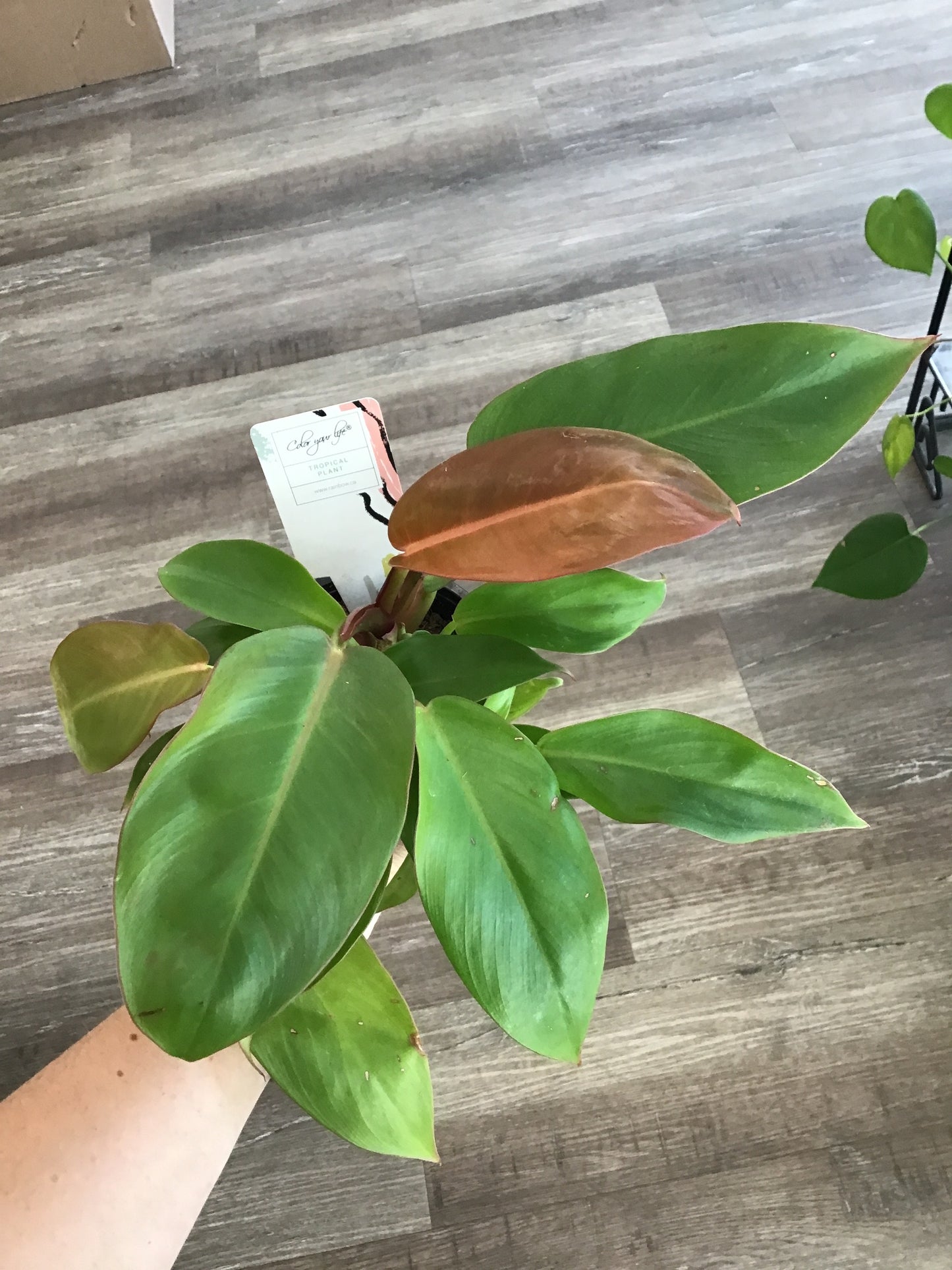 Philodendron Sun Red