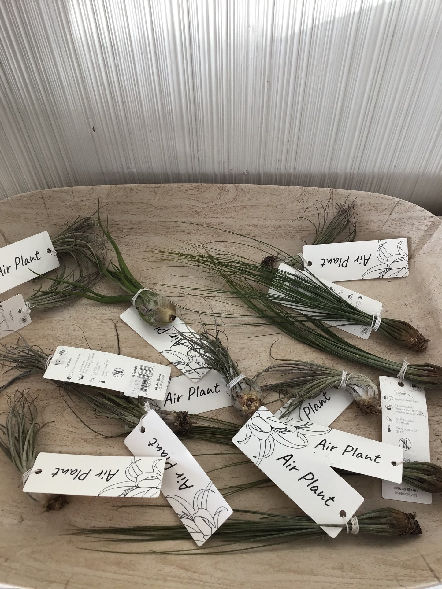 Air Plants