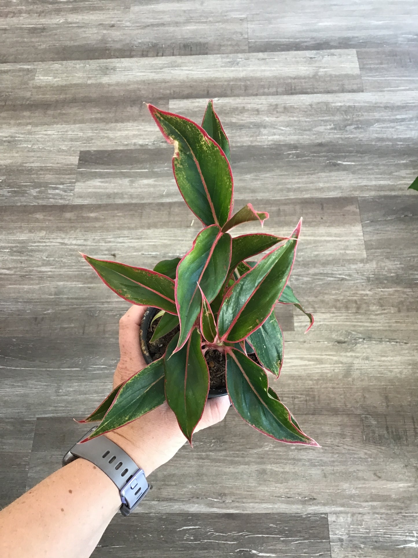 Chinese Evergreen Red