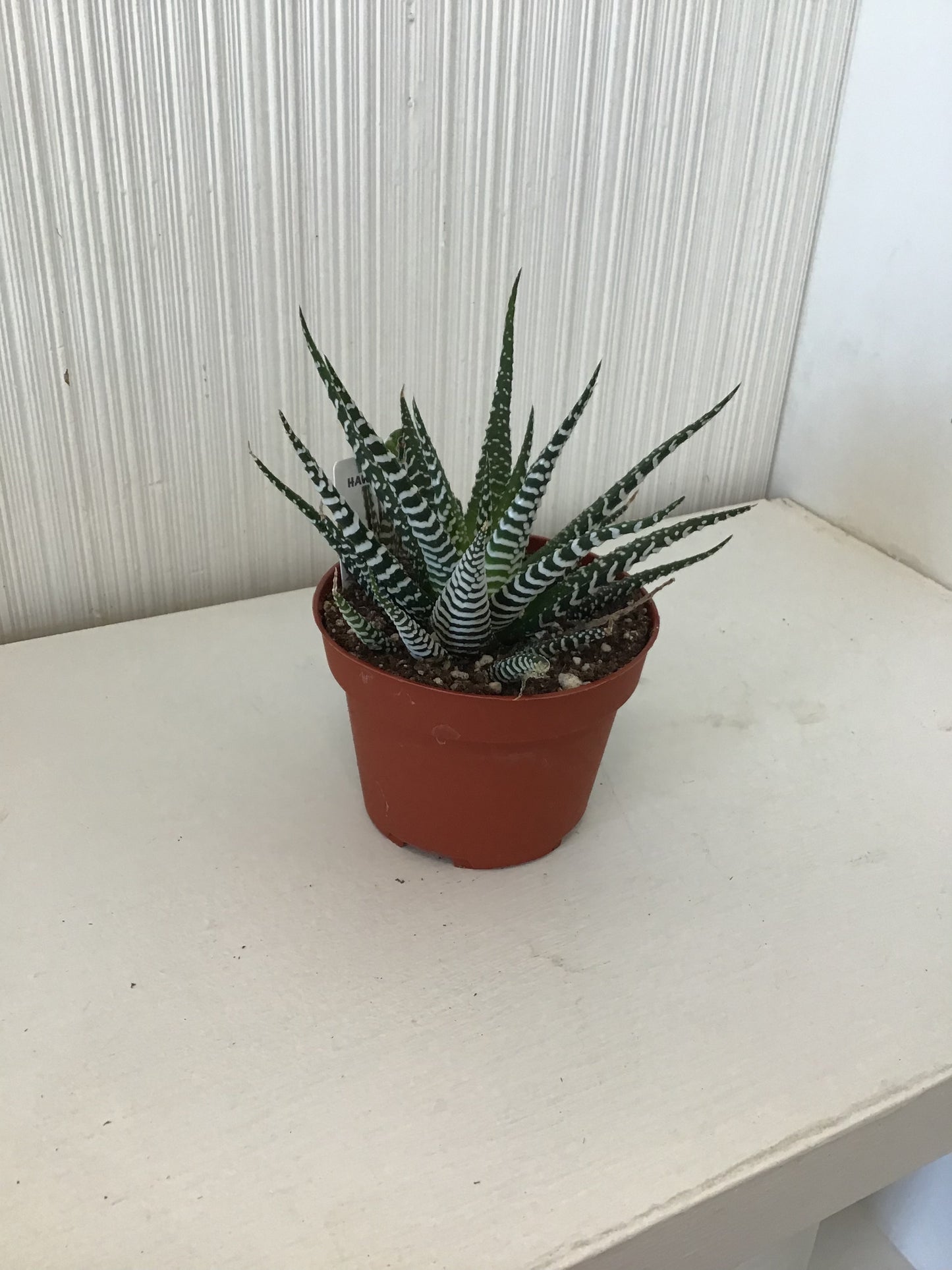 Haworthia Zebra