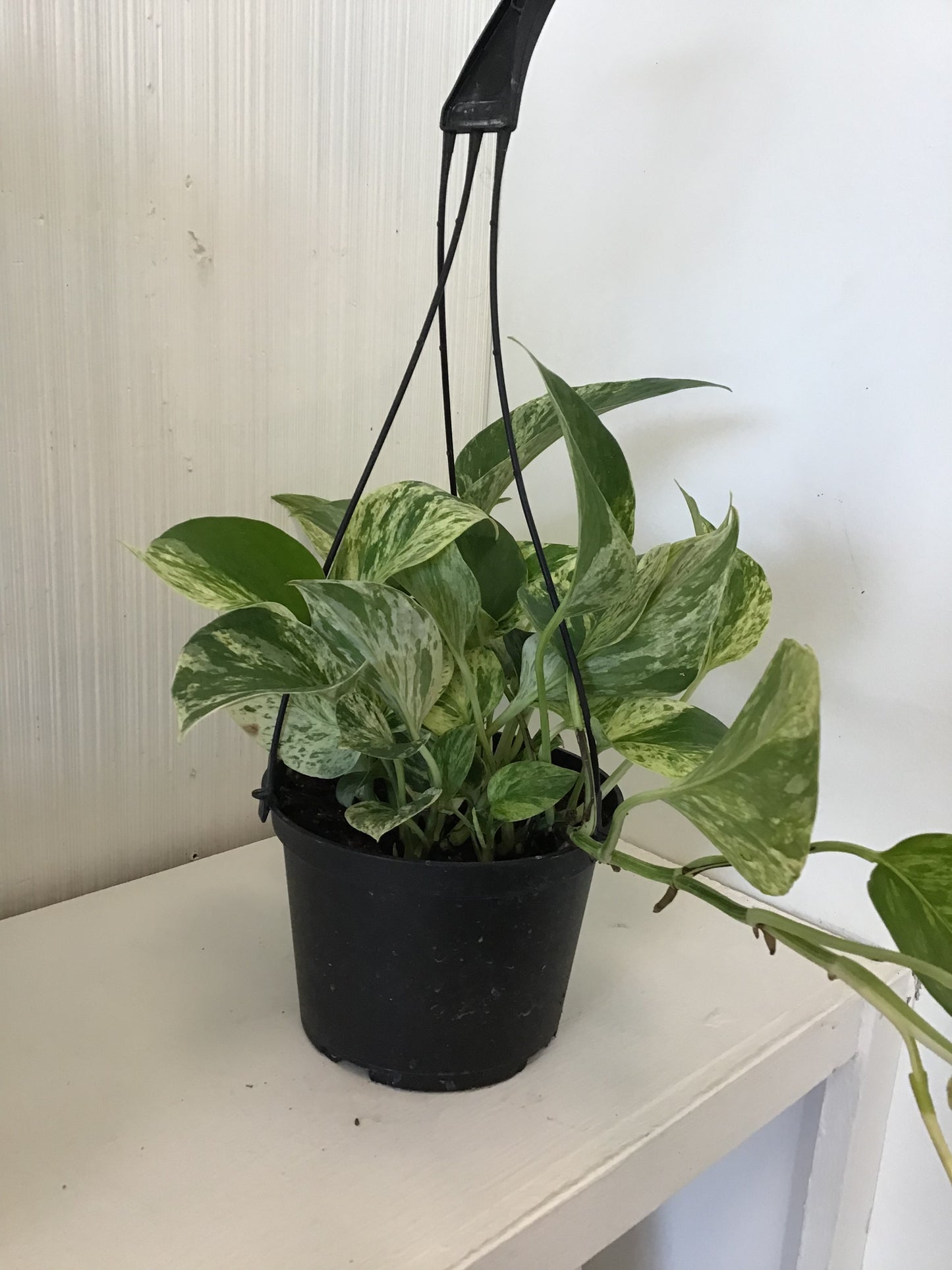 Neon Queen Pothos