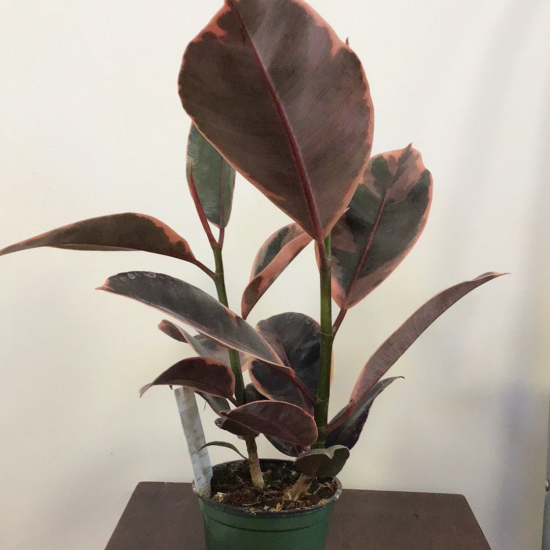 Ficus Elastica Ruby