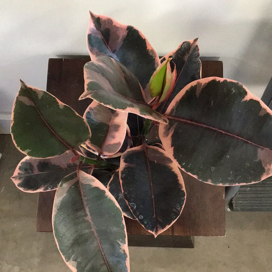 Ficus Elastica Ruby